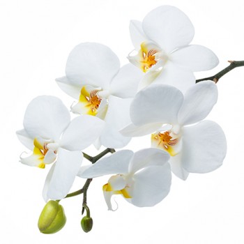 Стол обеденный Танго белый/Орхидея в Куйбышеве - kujbyshev.mebel54.com | фото